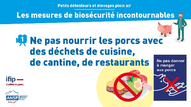 Ne pas nourrir les porcs avec des déchets de cuisine