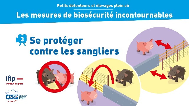 Se protéger contre les sangliers