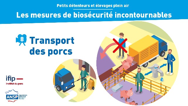 Transport des porcs